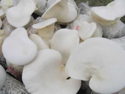 �������鹽�����޲˵��������زˣ�