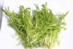 ���±����ɳ���������������ʲˣ�