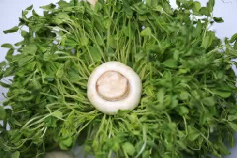 ����Ģ���������������ʲˣ�