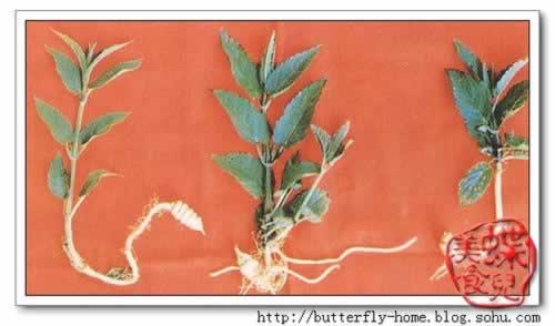 ���غ�«������������С�̲ˣ�