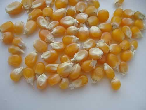 ΢��¯���׻���������΢��¯���ף�