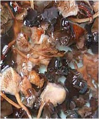 ±ζ��Ģ������