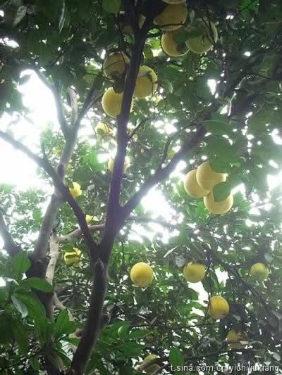 Ũ����������̲���ζ��------�����廨��