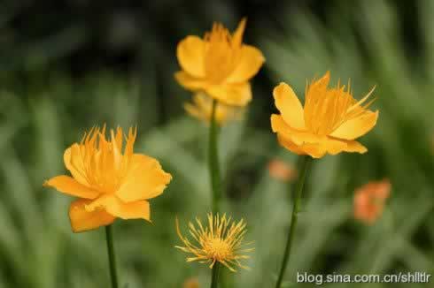 ��������轲������������-��һ����˵����̫�󾭳��ȵ����ջ��ݲ裩