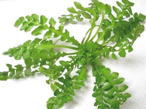 ����ʱ��Ӧʱ��