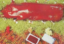 ��¯������������