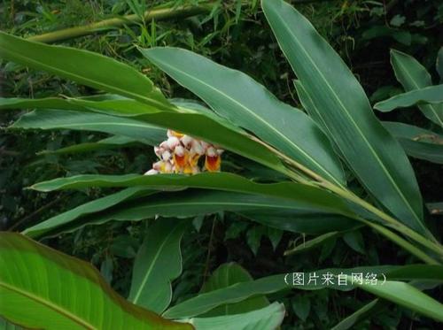 Ҷ���ҵ������������Σ�