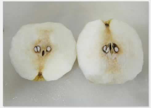 ѩ��������������������Ʒ��