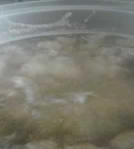 ����ţ���������