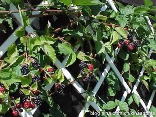 ��ʦ����ݮ������ͽ���ܽ����������ŷ������㣩