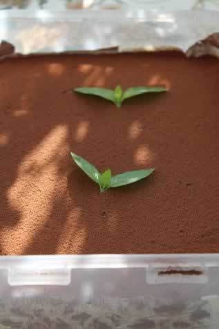 ��������Ӳ�����ʺа����������Ʒ��