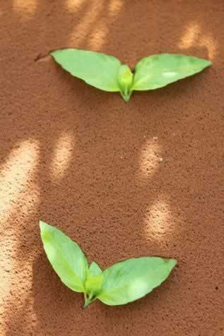 ��������Ӳ�����ʺа����������Ʒ��