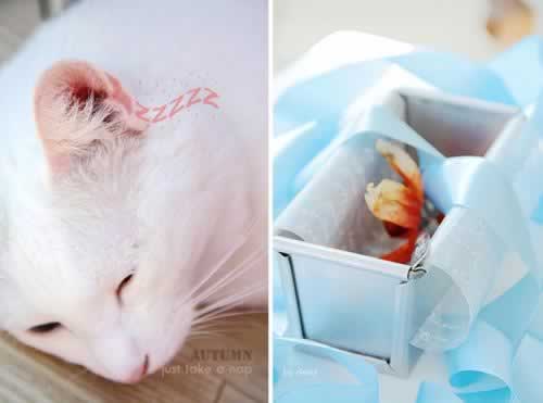 ��������ɱ�