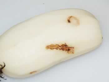 ̫�Ӳ�ţ�������׵��������＾Ů������������տ�θ���Ȳ��ף�