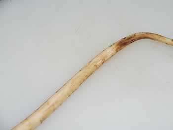 ̫�Ӳ�ţ�������׵��������＾Ů������������տ�θ���Ȳ��ף�