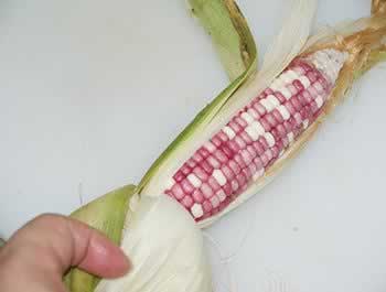 ̫�Ӳ�ţ�������׵��������＾Ů������������տ�θ���Ȳ��ף�