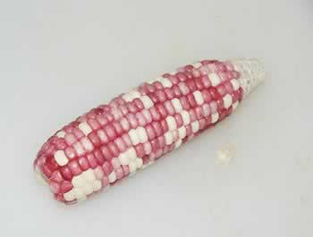 ̫�Ӳ�ţ�������׵��������＾Ů������������տ�θ���Ȳ��ף�