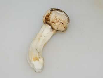 ̫�Ӳ�ţ�������׵��������＾Ů������������տ�θ���Ȳ��ף�