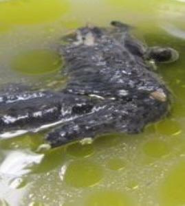 �����ڼ���������