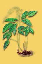 ��ͼ������޽