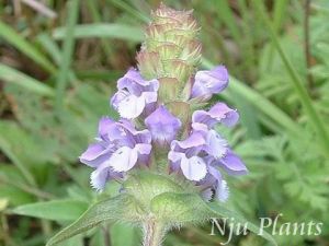 ��ͼ���Ŀݲ�