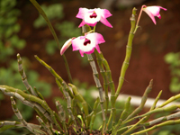 ��ͼ��ʯ��ԭֲ��