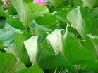 荷叶 荷叶