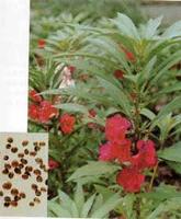 ��ͼ��������