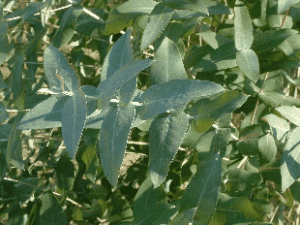 ��ͼ������