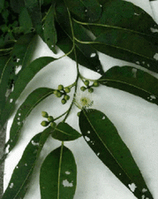 ��ͼ����Ҷ��