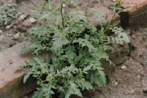 ��ͼ���G��