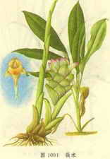 ��ͼ��ݭ��ԭֵ����̬