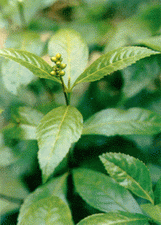 ��ͼ���׽ڷ�