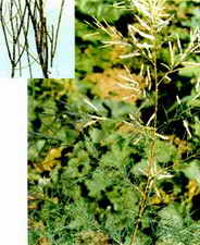 ��ͼ��������