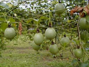 ��ͼ��������