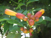 ��ͼ��������