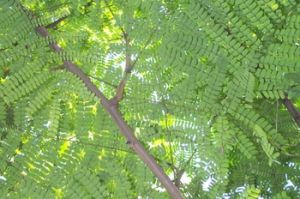 ��ͼ����ľԭֲ��