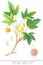 ��ͼ���պ���ԭֲ��