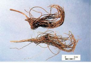 ��ͼ���쳤��