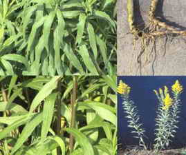 ��ͼ��һ֦�ƻ�