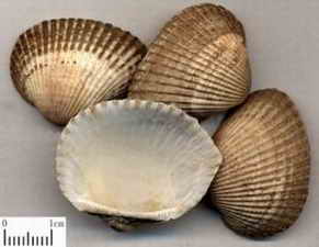 ��ͼ��������