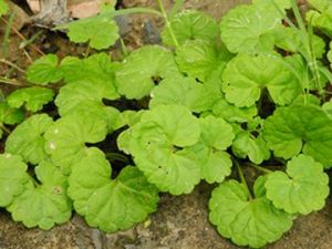 ��ͼ����Ǯ��