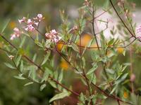 ��ͼ���ػ��޲���