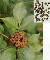 ��ͼ��������