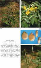 ��ͼ��������