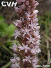 ��ͼ������