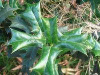 ��ͼ��ϸҶʮ����