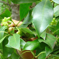 ��ͼ��������