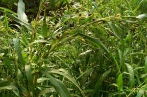 ��ͼ��޲����ԭֲ��