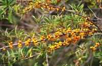 ��ͼ��ɳ��